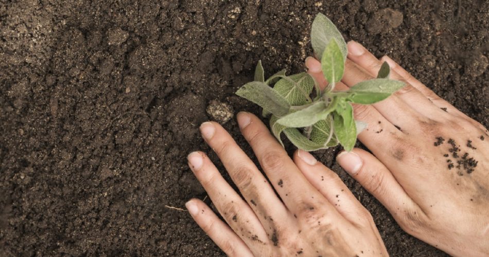 indicação geográfica